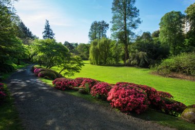 Maulivrier Japon bahçesinde Rhododendron çiçeği ve topiary sanat, Fransa