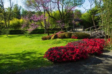 Kırmızı Rhododendron çalılar ve Sakura çiçeği . Olabilir 