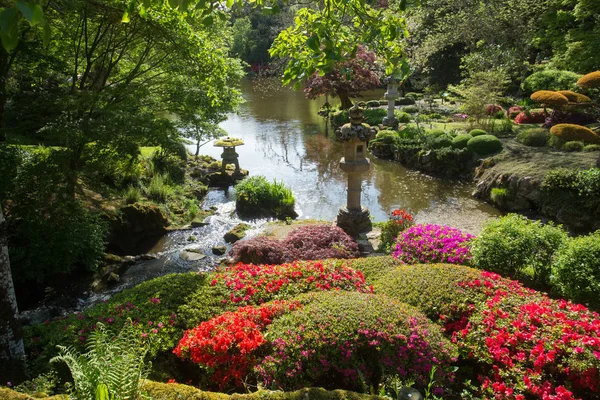 Rhododendron Blossom Och Topiary Art Maulivrier Japanska Trädgården Frankrike — Stockfoto