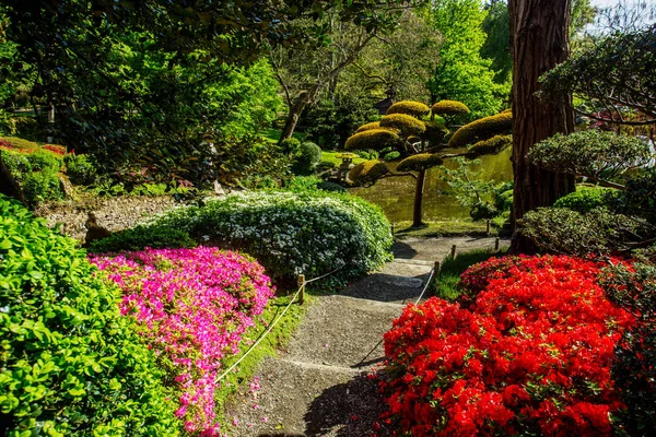 Röda phododendrons — Stockfoto