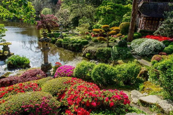 Rhododendron Blossom Topiary Art Maulivrier Jardín Japonés Francia — Foto de Stock