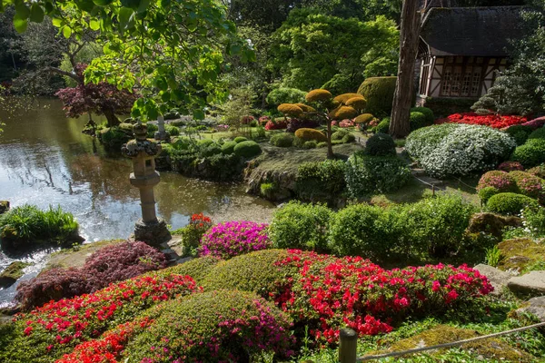 Rhododendron Blossom Topiary Art Maulivrier Jardín Japonés Francia — Foto de Stock