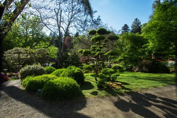 Rhododendronblüten Und Topiary Art Maulivrier Japanischen Garten Frankreich — Stockfoto
