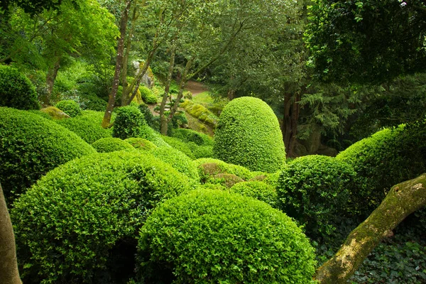 Fiori Rododendro Arte Topiaria Nel Giardino Giapponese Maulivrier Francia — Foto Stock