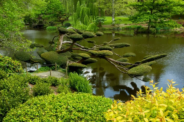 Rhododendronblüten Und Topiary Art Maulivrier Japanischen Garten Frankreich — Stockfoto