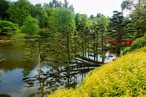 Kwiat Rododendron Sztuka Topiary Maulivrier Ogród Japoński Francja — Zdjęcie stockowe