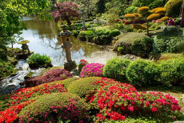 Rhododendron Blossom Topiary Art Maulivrier Japanese Garden France — Stock Photo, Image