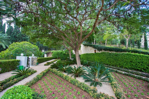 Zahrada Bahai náboženství v Haifě. Krásná zahrada — Stock fotografie
