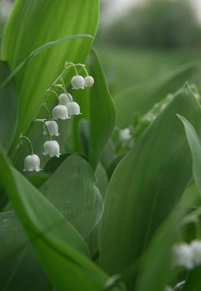 Lily van de vallei — Stockfoto