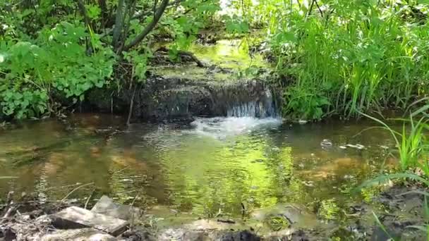 一条小溪流入另一条小溪 所以有一个小瀑布 莫斯科米蒂诺风景公园的春天 许多鸟儿歌唱 春天是美妙的 到俄罗斯春天来后 颜色石灰 阳光闪耀 — 图库视频影像