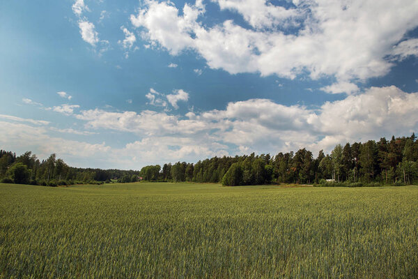 Ржаное поле Финляндии
