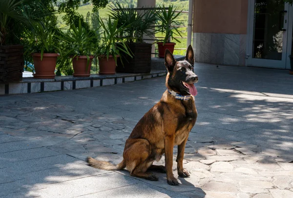 Malinois - Belçika Çoban Köpeği