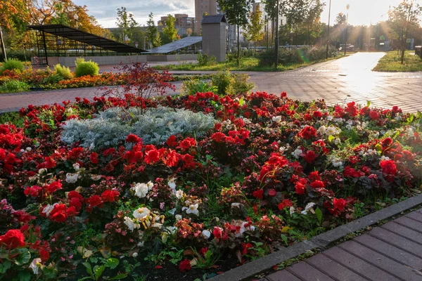 Цветочное ложе осенью в Москве — стоковое фото