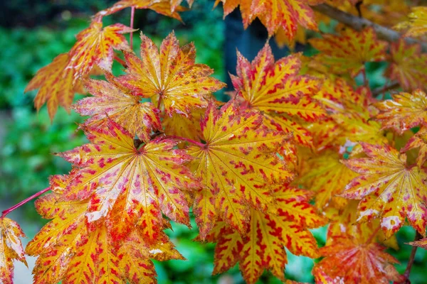 Red, yellow   leaves  in  Japanese  garden — Stock Photo, Image