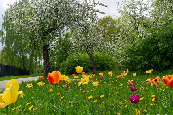 Tulipanes Manzanos Florecientes Parque Paisajístico Mitino Moscú Belleza Naturaleza Primavera — Foto de Stock