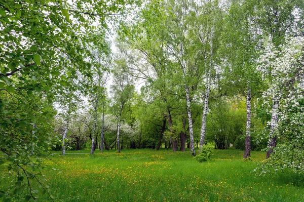 Parque Del Paisaje Mitino Hermoso Finales Mayo Abedules Rusos Sobrecogimiento —  Fotos de Stock