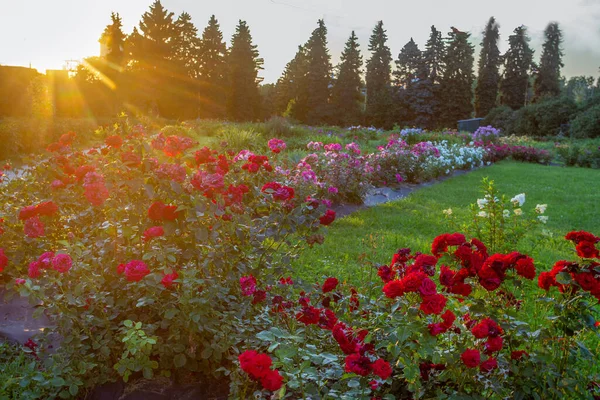 Röda Rosor Och Floxar Långt Avstånd Moskva Vacker Midsommar — Stockfoto