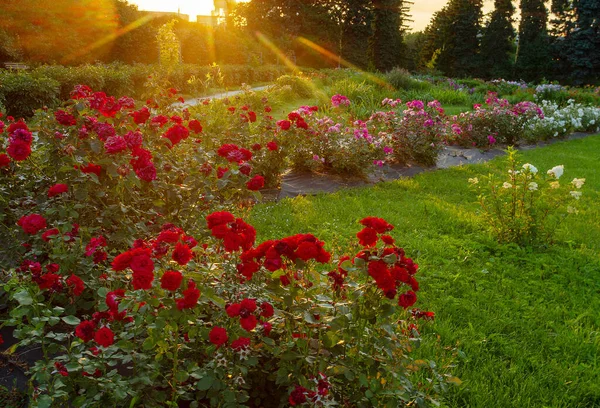 Rosas Vermelhas Rosas Tinta Distâncias Distantes Parque Moscou Beleza Natureza — Fotografia de Stock