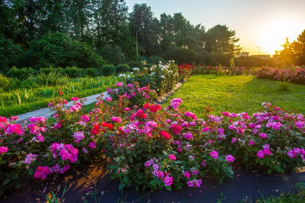 Rosas Incluindo Rosas Chá Rosa Pôr Sol Vermelho Mágico — Fotografia de Stock