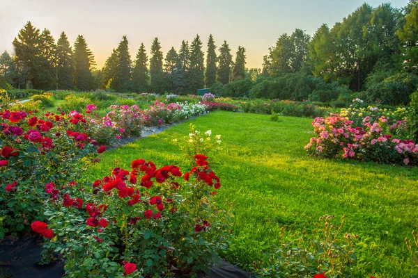 Paisagem Deslumbrante Com Rosas Floxes Parque Universitário Moscou Midsummer Divino — Fotografia de Stock