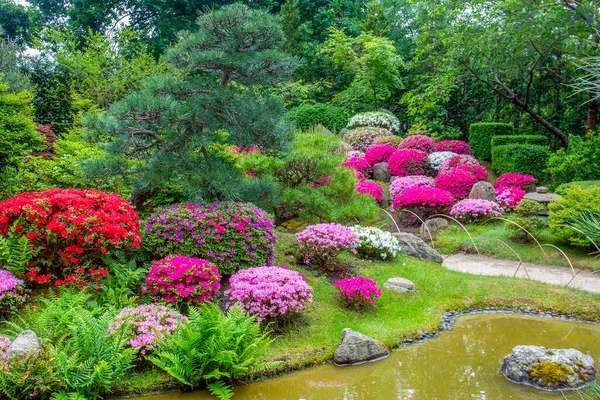 Potsdam 'daki Japon bahçesinde çiçek açan rododendronlar. Kuzey Almanya 'da mayıs ayında doğanın güzelliği