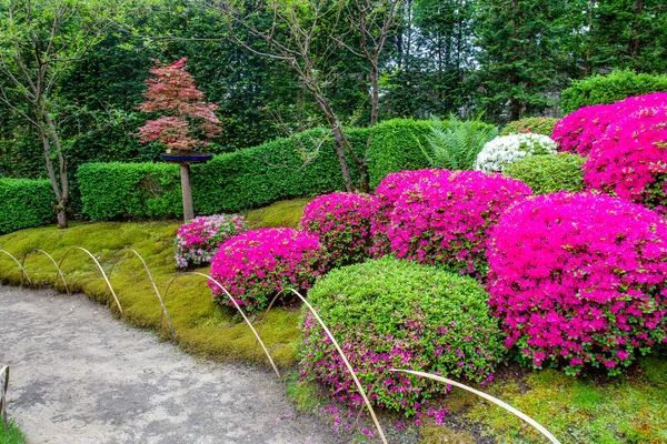 在德国波茨坦的日本花园 小径和盆栽盆景 盆栽计划 红色叶子的小日本枫树 绽放着令人惊奇的花朵 德国北部五月的自然美景 — 图库照片