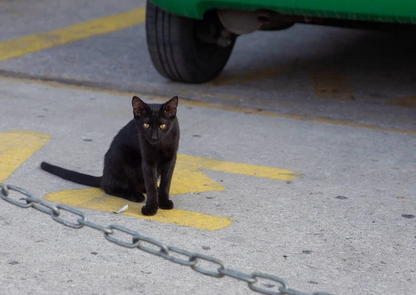 Black Kitty Athens Street Athene Bewoners Houden Van Katten Zet — Stockfoto