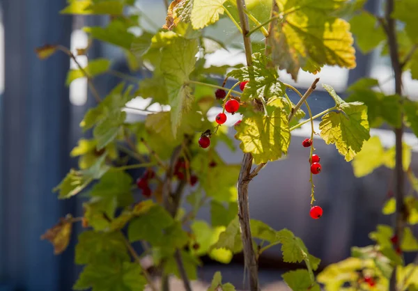 Redcurrant Bushes Rooftop Garden Residential Building Helsinki — Stock Photo, Image