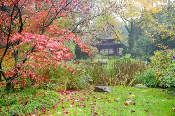 Charmiga Färger Hösten Tyskland Leverkusen Japansk Trädgård Apelsinblad Naturen Och — Stockfoto