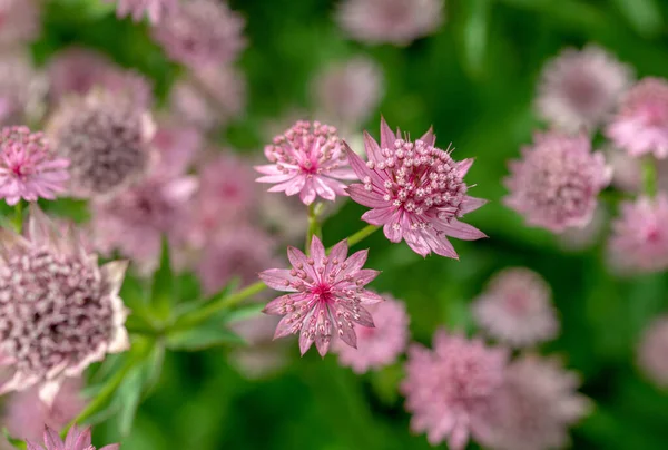 Pequenas Flores Rosa Perene Área Recreação Novaya Hollandia São Petersburgo — Fotografia de Stock