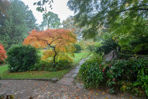 Japansk Trädgård Leverkusen Stad Japansk Lönn Med Prange Blad Och — Stockfoto