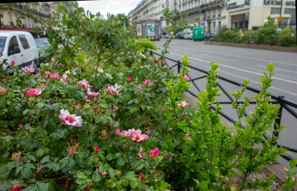 Amazing  bushes of Rose flowers in Paris in May. Decoration of  downtown of Paris