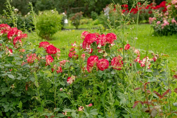 Awe Roses Bushes Pink Red Colors Botanical Garden Moscow University — Stock Photo, Image
