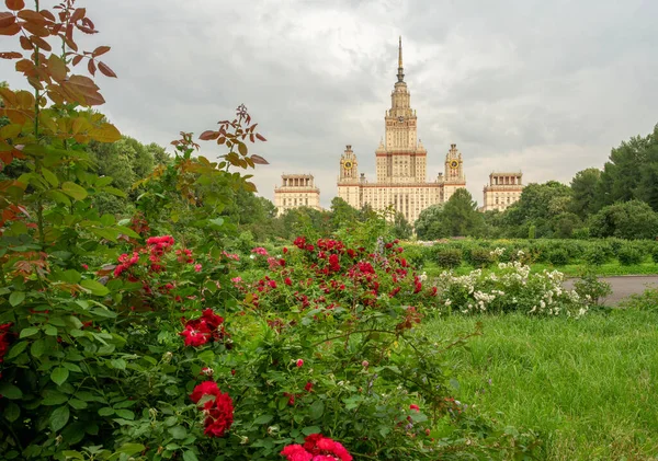 Edificio Principale Dell Università Mosca Incredibili Rose Rosa Nel Giardino — Foto Stock