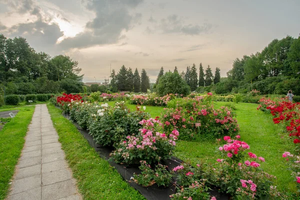 Incroyables Rosiers Dans Jardin Botanique Université Moscou Jardin Sentier Coucher — Photo