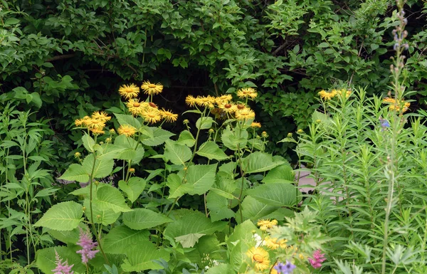 Petits Tournesols Décoratifs Été Impressionnant Dans Jardin Botanique Université Moscou — Photo