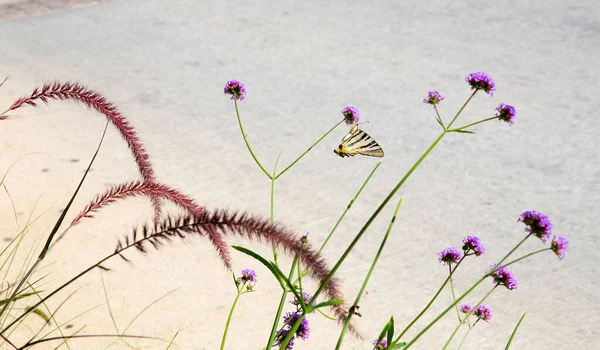 Ontzag Vlinder Paarse Bloemen Grieks Eiland Spetses Fantastische Griekse Eilanden — Stockfoto