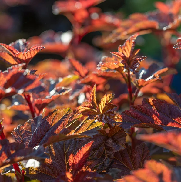 Plant Red Leaves Unusual One Nurceries Moscow Oblast Amazing Nature — Stock Photo, Image