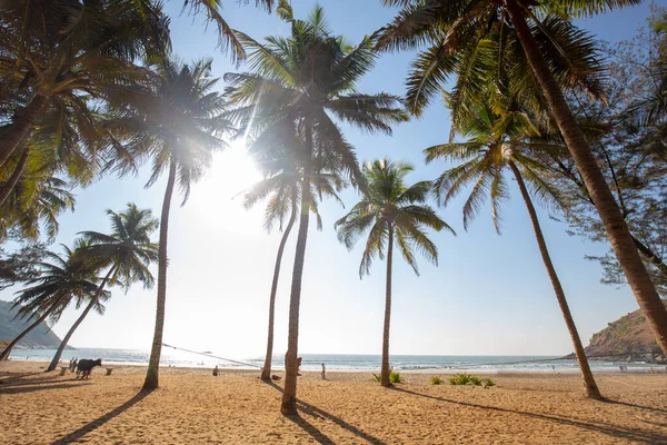 Idyllic Beach Goakarna Town Palms Indian Ocean Sunbeams Cow Sand — Stock Photo, Image