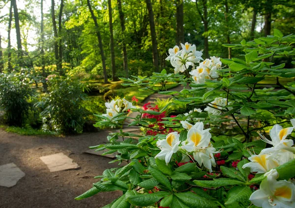 Fantastiska Vita Blommor Träd Japansk Trädgård Haag Fantastiska Maj Nederländerna — Stockfoto