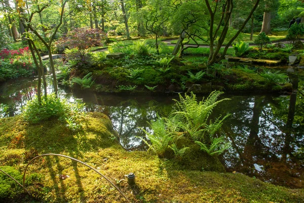 Awe Scene Japanese Garden Ferns Water Other Plants Hague Summer — Stock Photo, Image