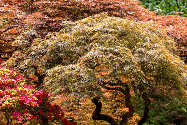 Hojas Rojas Arce Japonés Jardín Japonés Haya Asombro Primavera Los — Foto de Stock