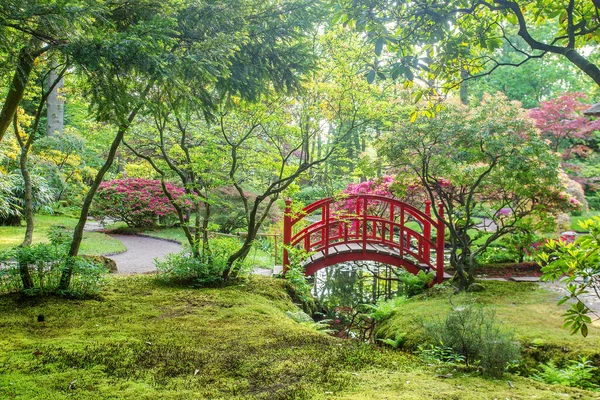 Impresionante Escena Jardín Japonés Helechos Agua Otras Plantas — Foto de Stock