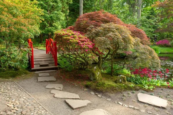Czerwony Japoński Klon Purpurowy Krzew Rododendronu Kwitną Japońskim Ogrodzie Hagi — Zdjęcie stockowe
