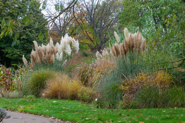 Amazing nature  in botanical garden Flora in Cologne , Germany  in autumn . Awe high grass with white heads