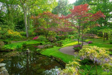 Awe göleti ve rhododendron Avrupa 'daki Japon bahçesinde çiçek açar. Japon akçaağacının kırmızı yaprakları.
