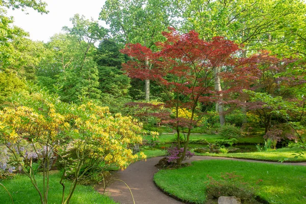 Hojas Rojas Arce Japonés Flor Rododendro Amarillo Jardín Japonés Haya —  Fotos de Stock