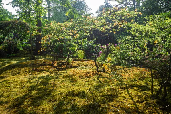 Scène Impressionnante Fleur Rhododendron Jaune Dans Jardin Japonais Haye Awe — Photo