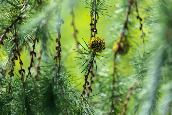 Ομορφιά Της Φύσης Botanicl Κήπο Της Πράγας Τσεχική Δημοκρατία Καταπληκτικό — Φωτογραφία Αρχείου