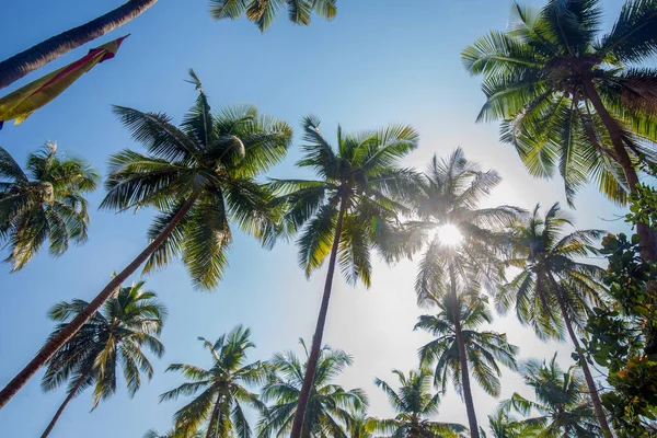 Fantastic Coconut Trees Blue Sky Reverent Sunny Day Sunny India — Stock Photo, Image
